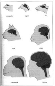 embryons_cerveau195